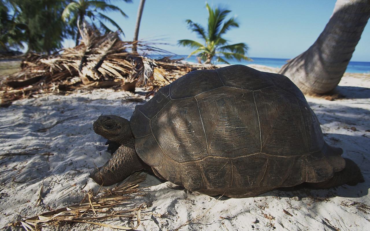 Ardievas, gadsimtu leģenda: Gramma, Galapagu bruņurupucis no San Diego zoodārza, nomira 141 gada vecumā.