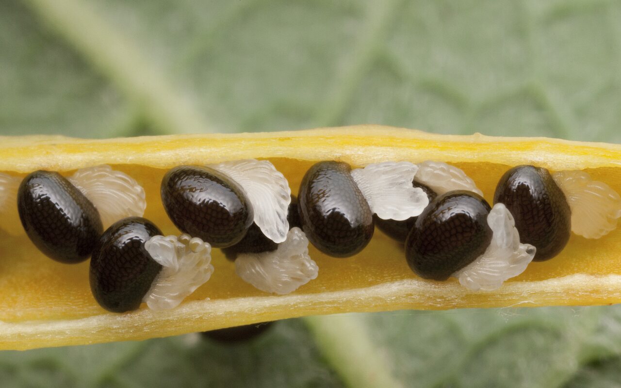 Zinātnieki nevar noticēt: 8 gadus veca bērna atklājums uz visiem laikiem mainīja zinātni.