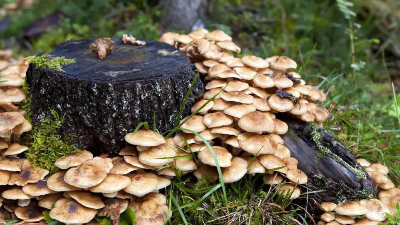 Mirusi koksne: mūsu mežu dzīvības avots