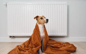 Apkure: ja to izdarīsiet tagad, jūs uzreiz iegūsiet vairāk siltuma.