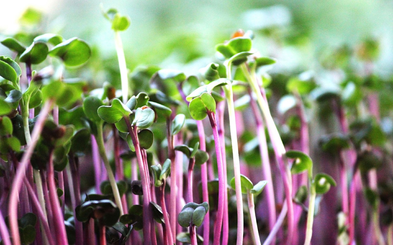 Ne mangolds, ne brokoļi, ne spināti: paziņots par visvērtīgāko dārzeņu pasaulē