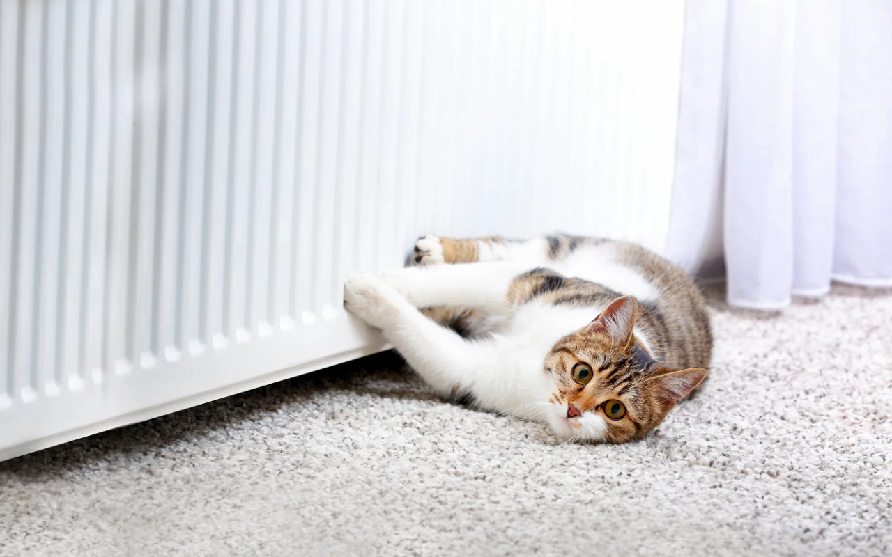 Apkure: ja to izdarīsiet tagad, jūs uzreiz iegūsiet vairāk siltuma.