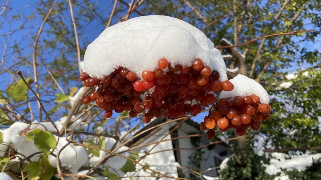 Šie 5 ziemas krūmi rada burvīgu dārzu... pat pie -10 °C temperatūras