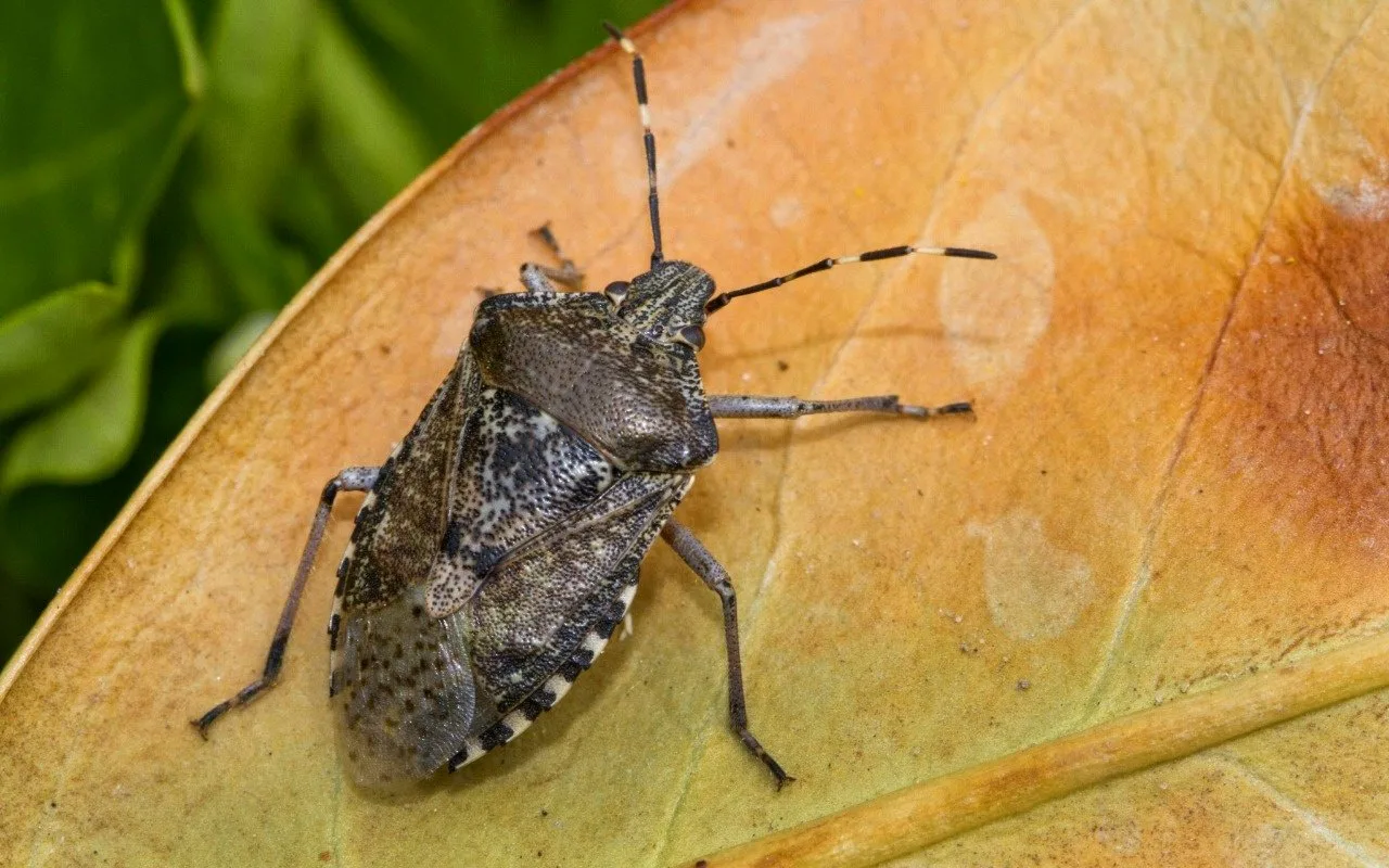Tie var kļūt par gultas utu perēkli. Nekavējoties atbrīvojieties no tiem guļamistabā.