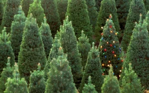 72 gadus vecs vīrietis 2010. gadā nopirka aizaugušu Ziemassvētku eglīšu audzētavu — tagad tā ir vieta, ko var saukt par ģimenes vizītkarti.