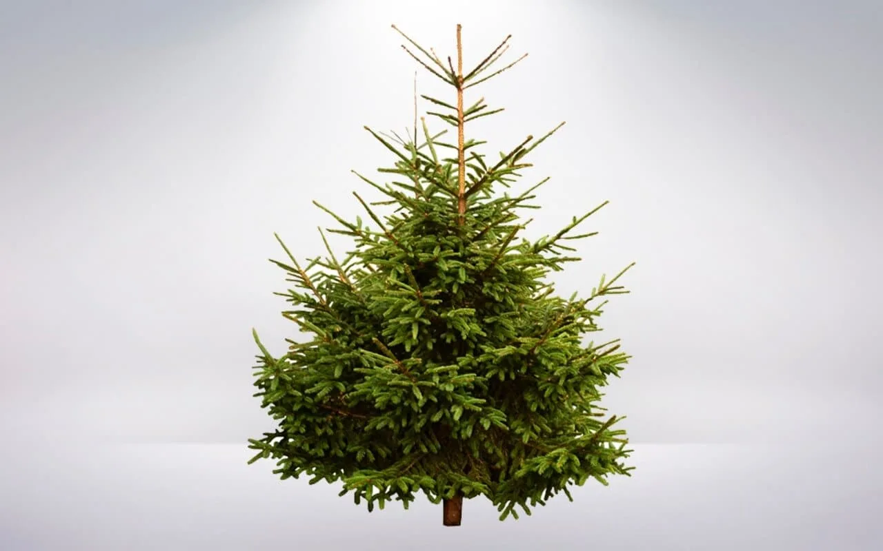 72 gadus vecs vīrietis 2010. gadā nopirka aizaugušu Ziemassvētku eglīšu audzētavu — tagad tā ir vieta, ko var saukt par ģimenes vizītkarti.