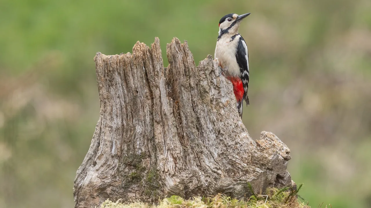 Mirusi koksne: mūsu mežu dzīvības avots