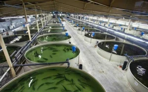 Latvija meklē nepieredzējušus darbiniekus savām lašu fermām ar algu virs 3000 eiro.