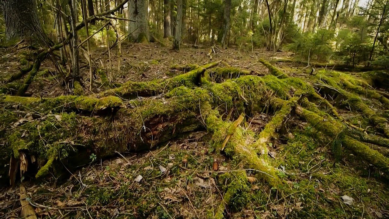 Mirusi koksne: mūsu mežu dzīvības avots