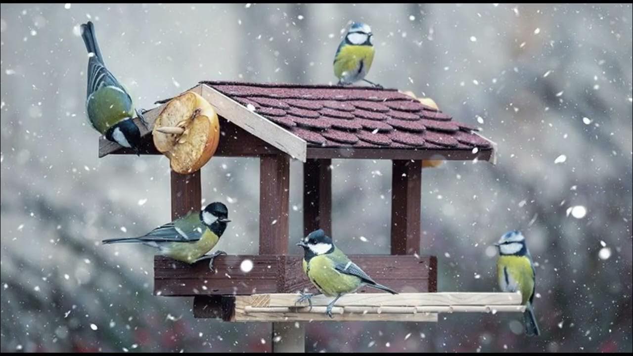 Kā nodrošināt putnus ar ūdeni ziemā, neapdraudot tos.