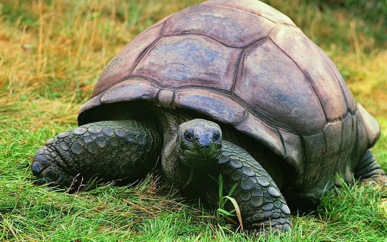 Ardievas, gadsimtu leģenda: Gramma, Galapagu bruņurupucis no San Diego zoodārza, nomira 141 gada vecumā.