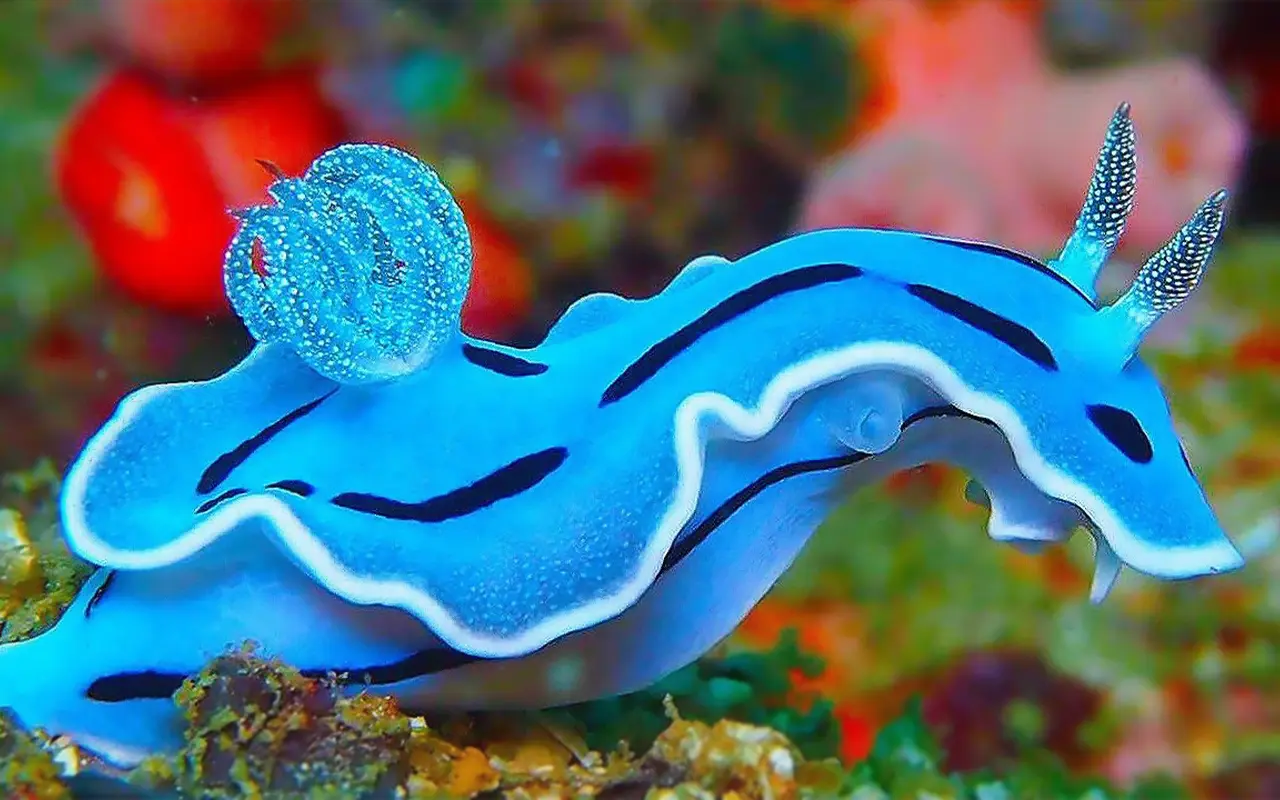 Gadsimta atklājums: Antarktīdā atklāti līdz šim neredzēti ūdens dzīvnieki