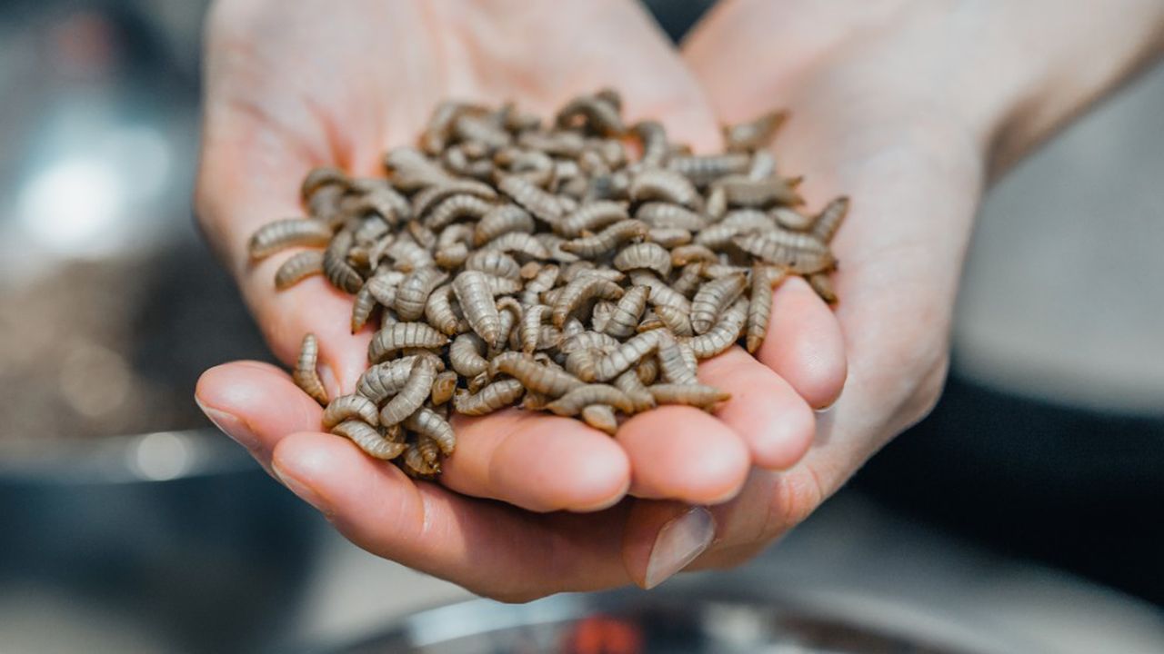 Lielākā Eiropas kukaiņu audzētava proteīna ražošanai ir bankrotējusi, neskatoties uz to, ka tā saņēma valsts atbalstu gandrīz 200 miljonu eiro apmērā.