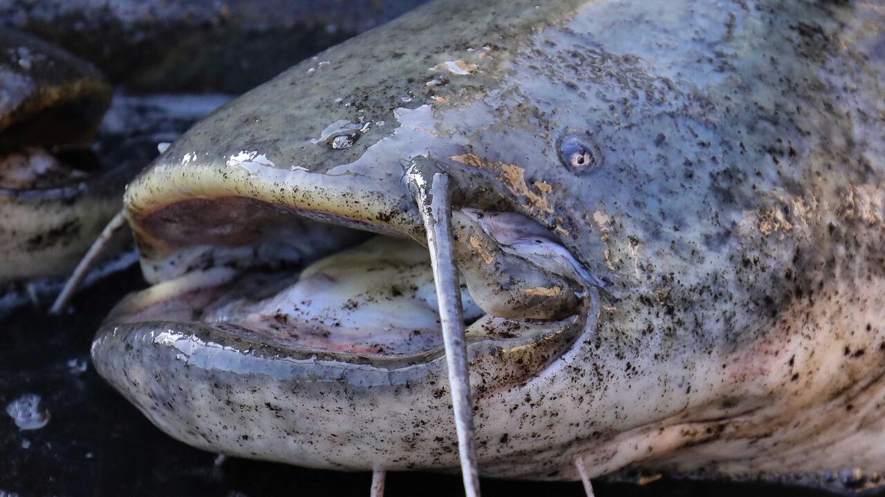 Tas izklausās kā leģenda, bet tā ir patiesība: divi zvejnieki noķēra 3 metrus garu zivi, un tas jau ir pasaules rekords.