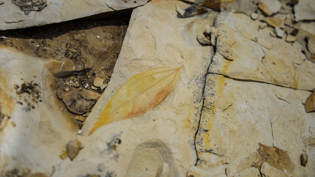 407 miljonus gadu vecs fosilija parāda, kā augi kļuva gigantiski