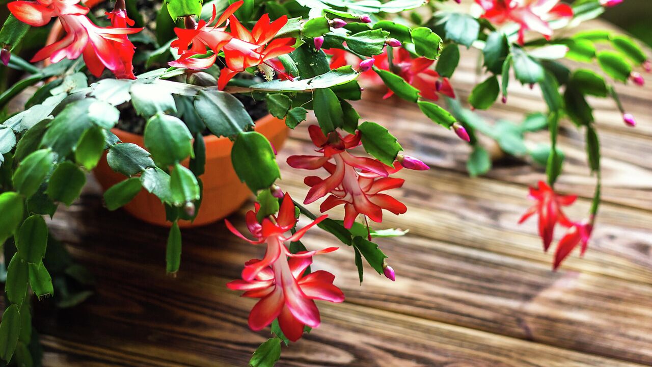 Augs, kas zied 365 dienas gadā un ko var audzēt podiņā.