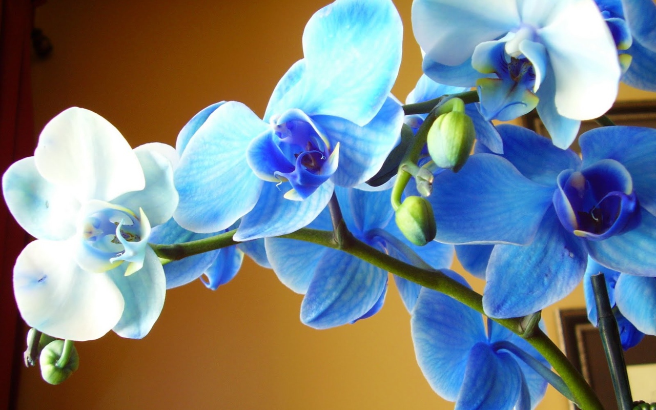 Kā pavairot orhideju: 5 vienkārši veidi, kā patstāvīgi pavairot eksotisko augu