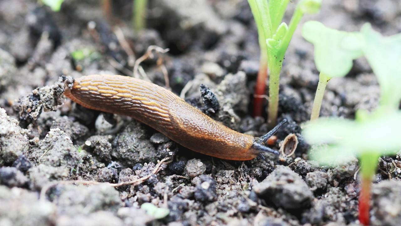 Dārzkopības eksperti zina atbildi: 7 labākie veidi, kā atbrīvoties no gliemežiem un gliemežiem jūsu dārzā.