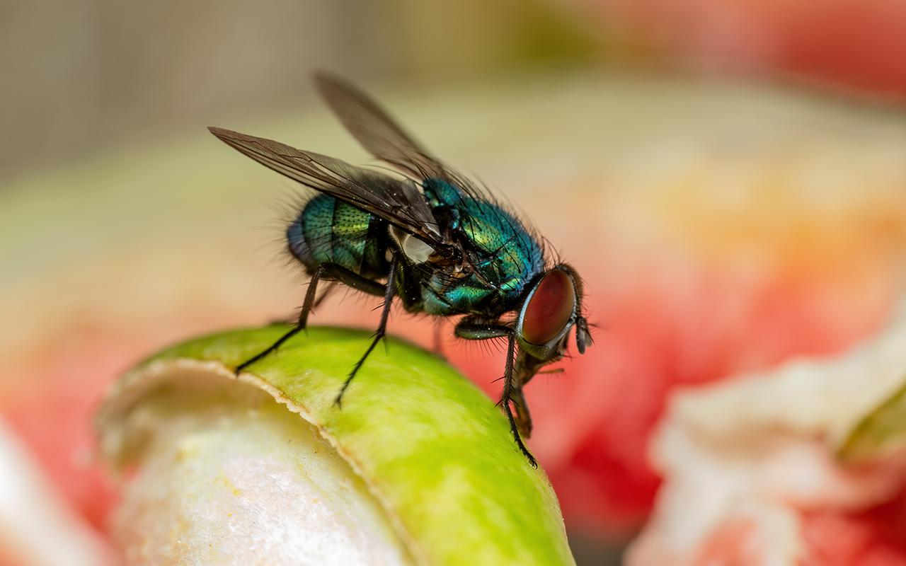Kā darbojas molekulārie pulksteņi, kas balstās uz mušu kāpuru izmantošanu un kas sola revolūciju tiesu ekspertīzē