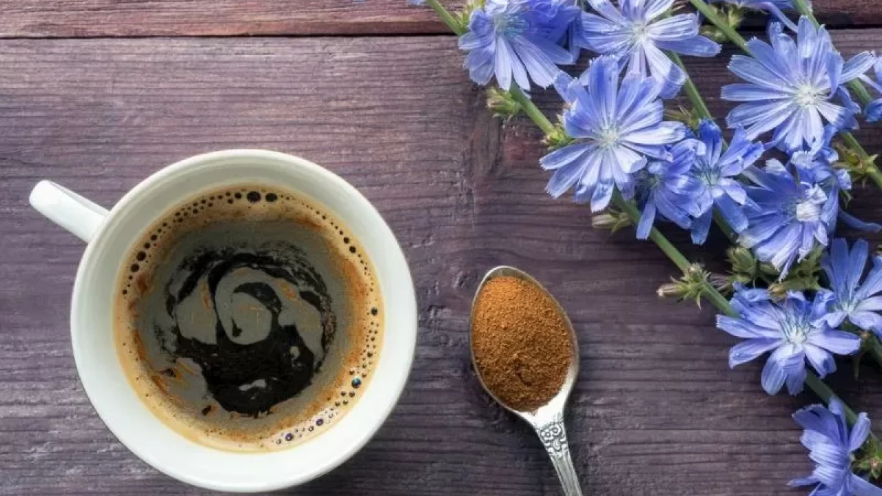 Cikorie: dzēriena, kas aizstāj kafiju, lietderība un kaitīgums