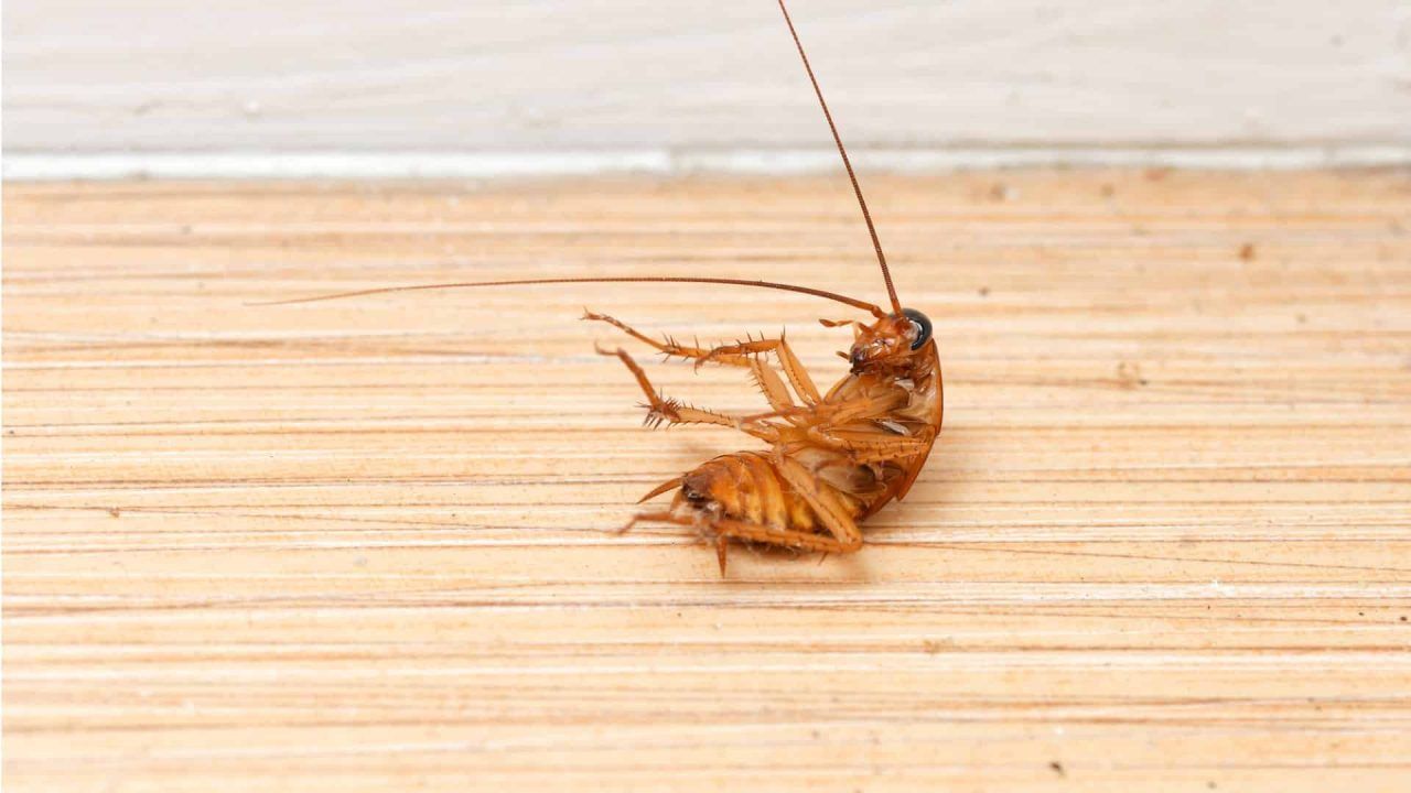 Ne tosteris, ne cepeškrāsns: tie ir ierīces, kas visvairāk piesaista kukaiņus un ir gandrīz katrā virtuvē.