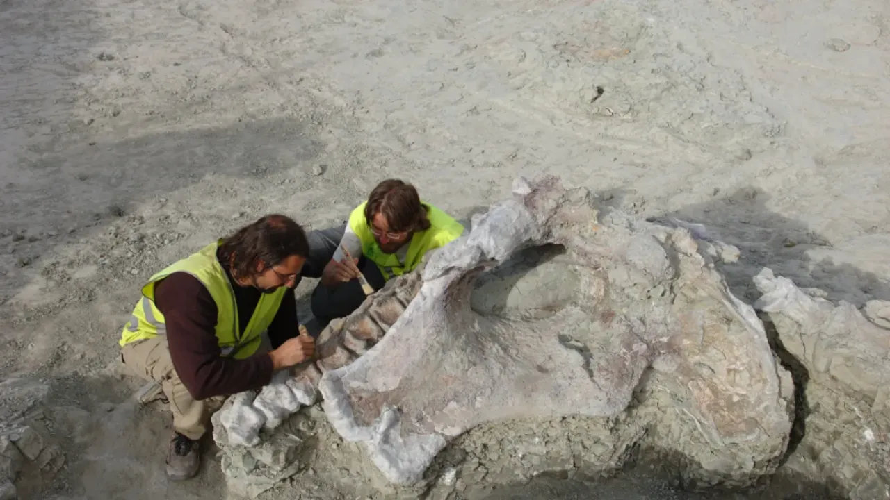 Zinātnieki bija šokēti, atklājot, ka pasaulē jaunākie mamutu fosilijas patiesībā piederēja vaļiem.