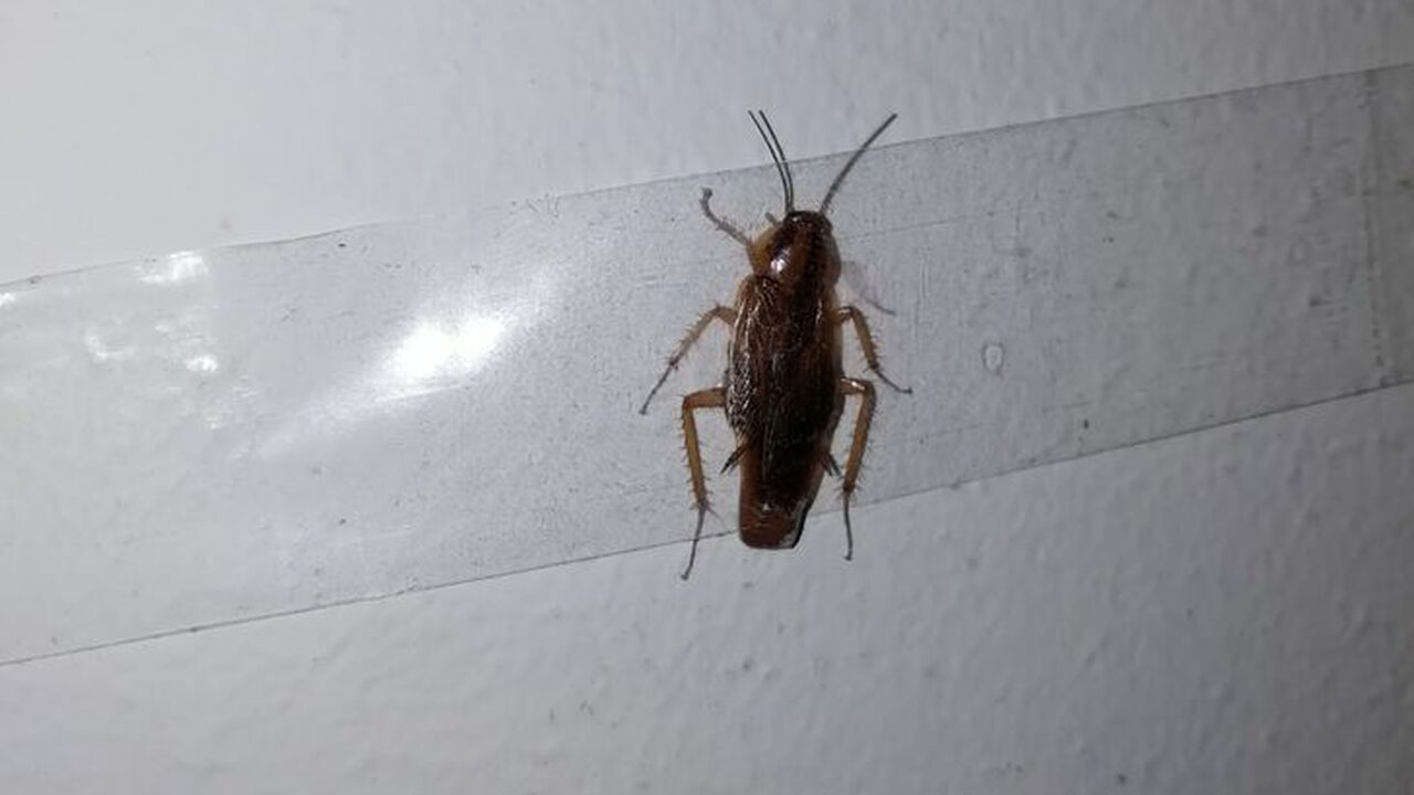 Tarakanu iecienītā vieta: tas ir ikdienā lietots aparāts, kas visvairāk piesaista šos kukaiņus.