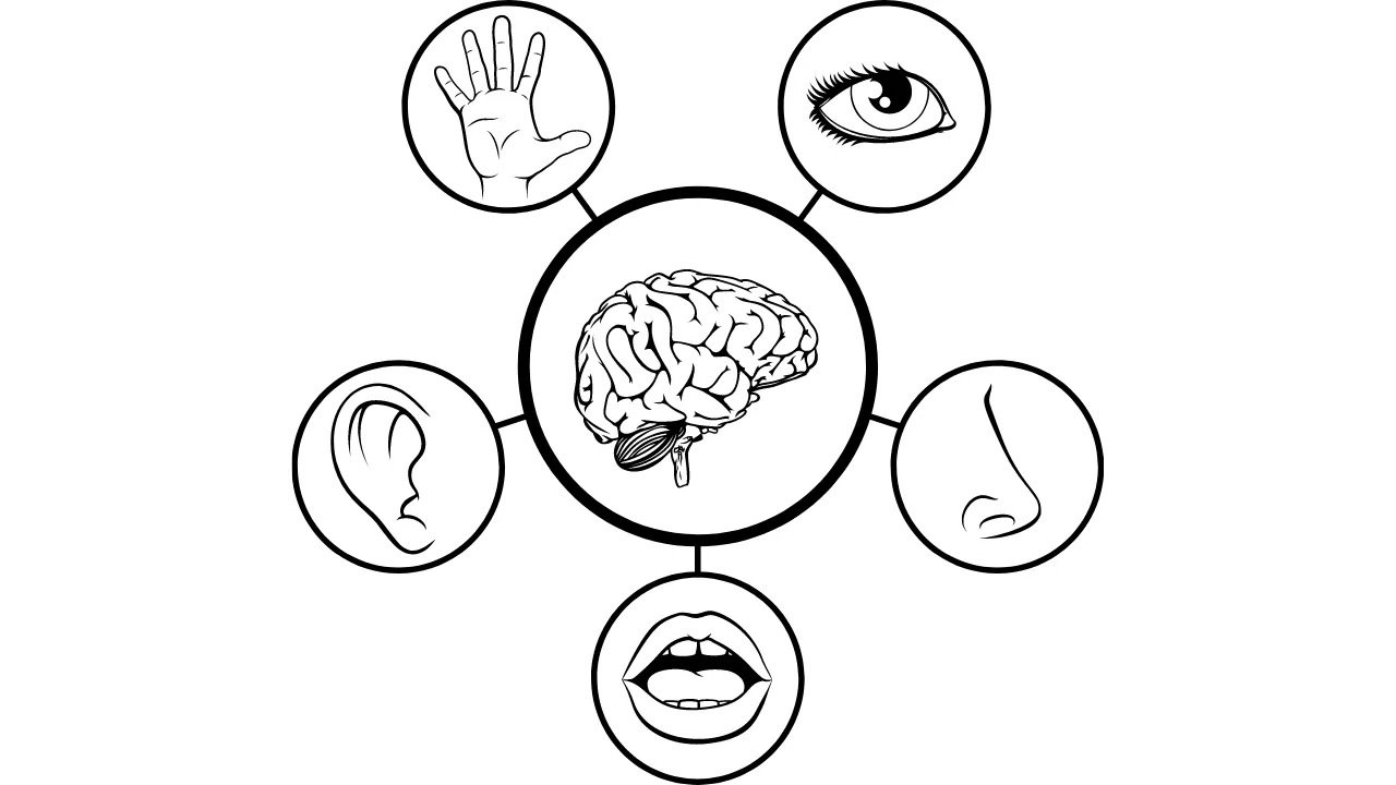 Zinātnieki pieņem, ka cilvēkam ir ne tikai klasiskās maņas, bet arī desmitiem citu.