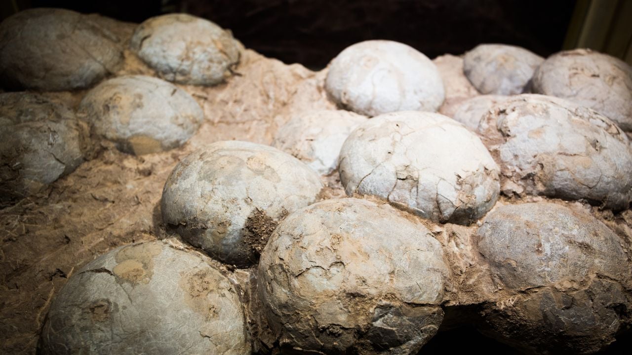 Ķīnā tika atvērtas divas dinozauru olas, kuru iekšienē tika atrasts kristālu “dārgums”.