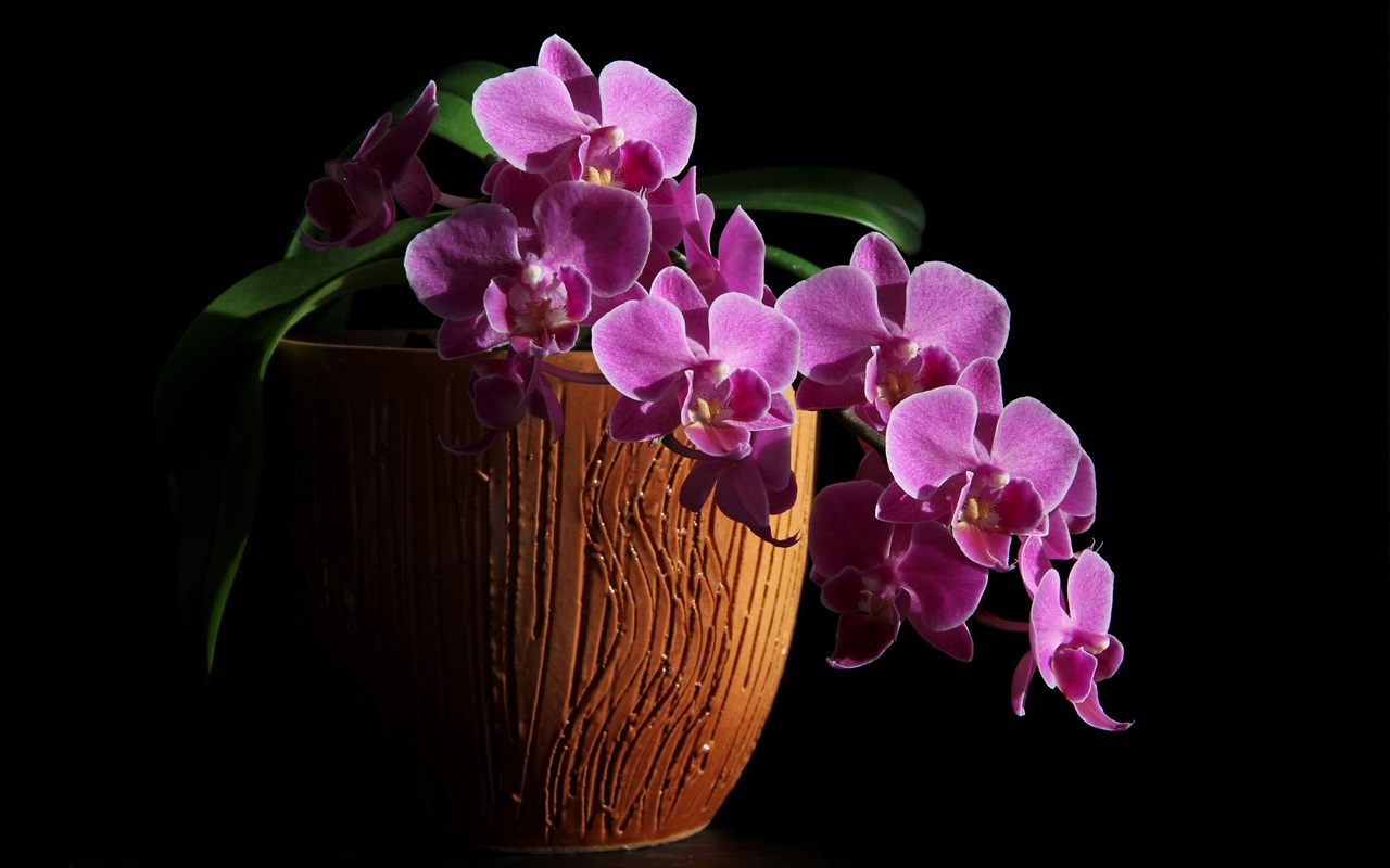 Kā pavairot orhideju: 5 vienkārši veidi, kā patstāvīgi pavairot eksotisko augu