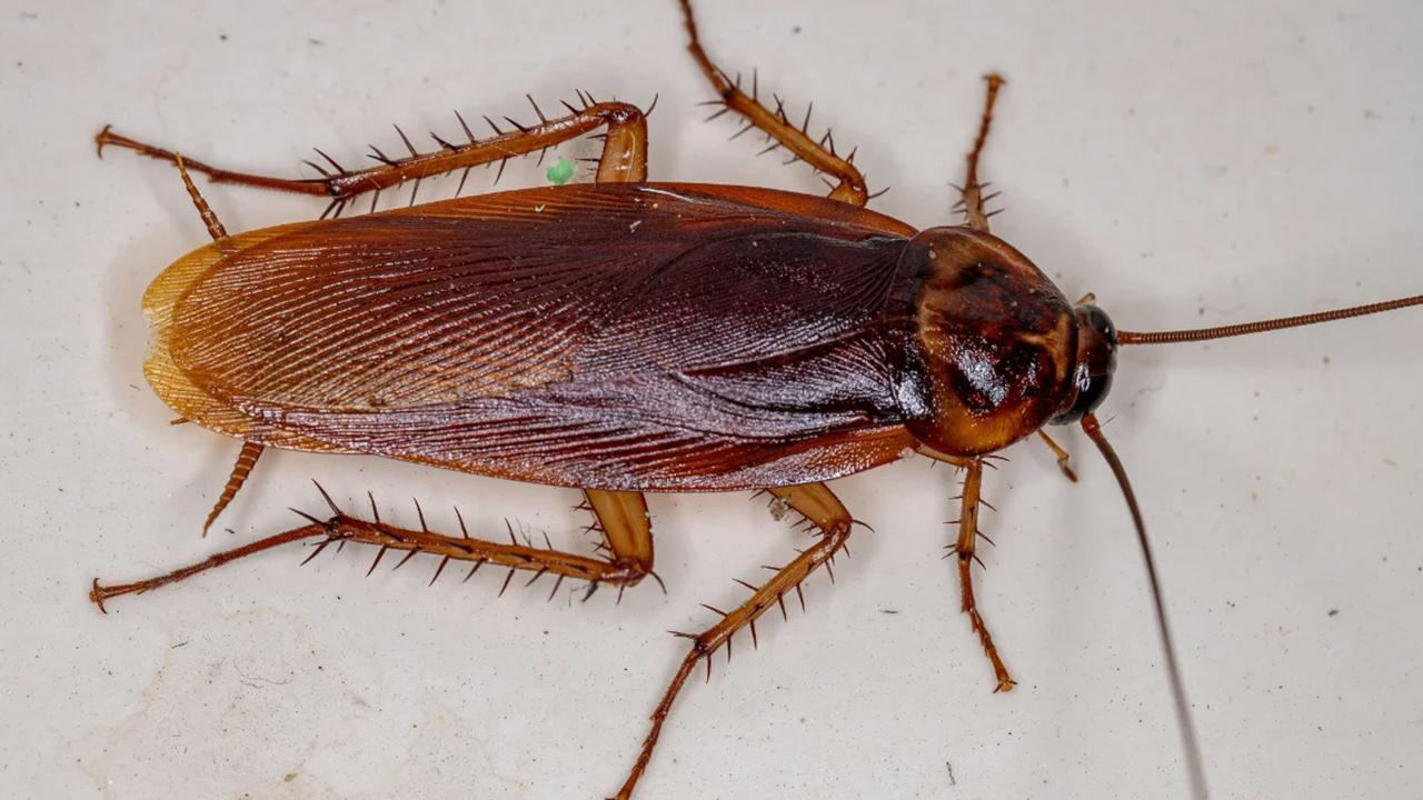 Kā noķert prusakus virtuvē, izmantojot nelielu daudzumu vazelīna: efektīva pašdarināta lamatas