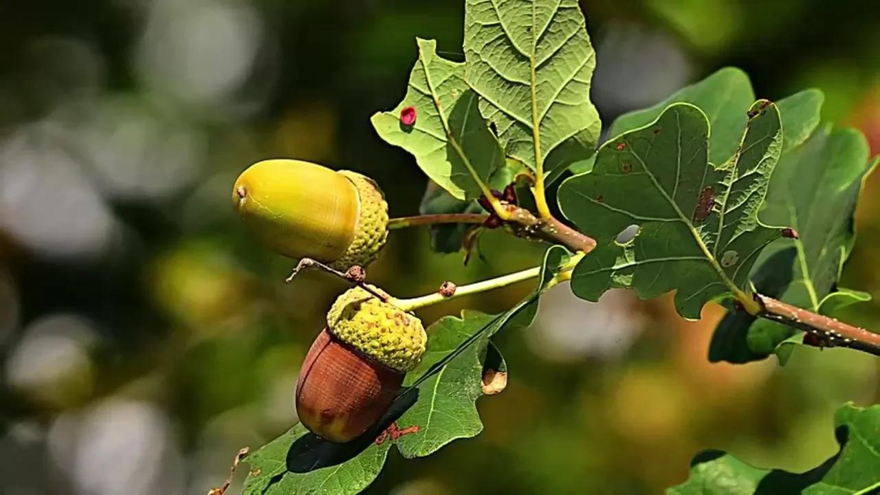 Pētnieki nevar tam noticēt: 8 gadus vecs zēns mežā atklāja kaut ko, kas uz visiem laikiem mainīs zinātni.
