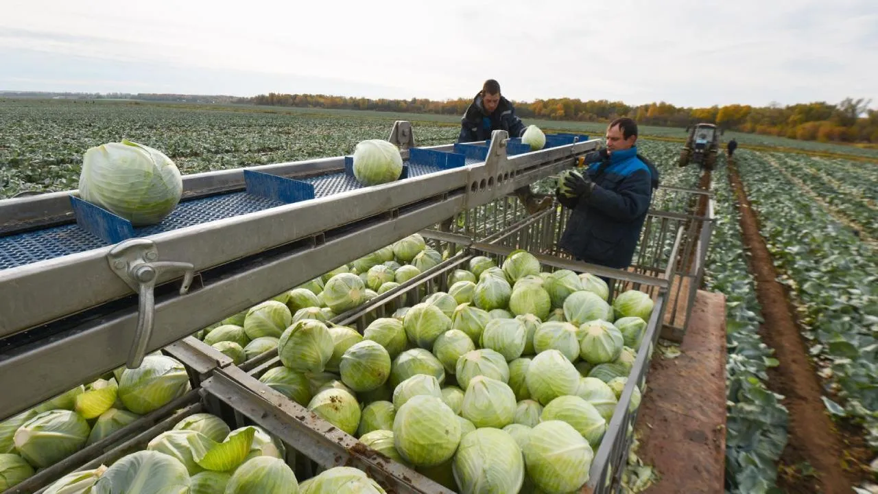 Nīderlandes lauksaimniekam ir uzkrājušās 100 tonnas kāpostu, kurus viņš nevar pārdot, un viņa lēmums izpelnījās aplausus sociālajos tīklos.