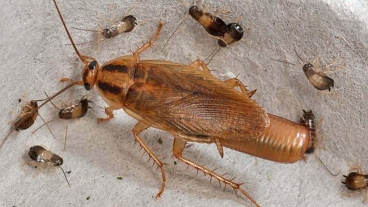 Kā noķert prusakus virtuvē, izmantojot nelielu daudzumu vazelīna: efektīva pašdarināta lamatas