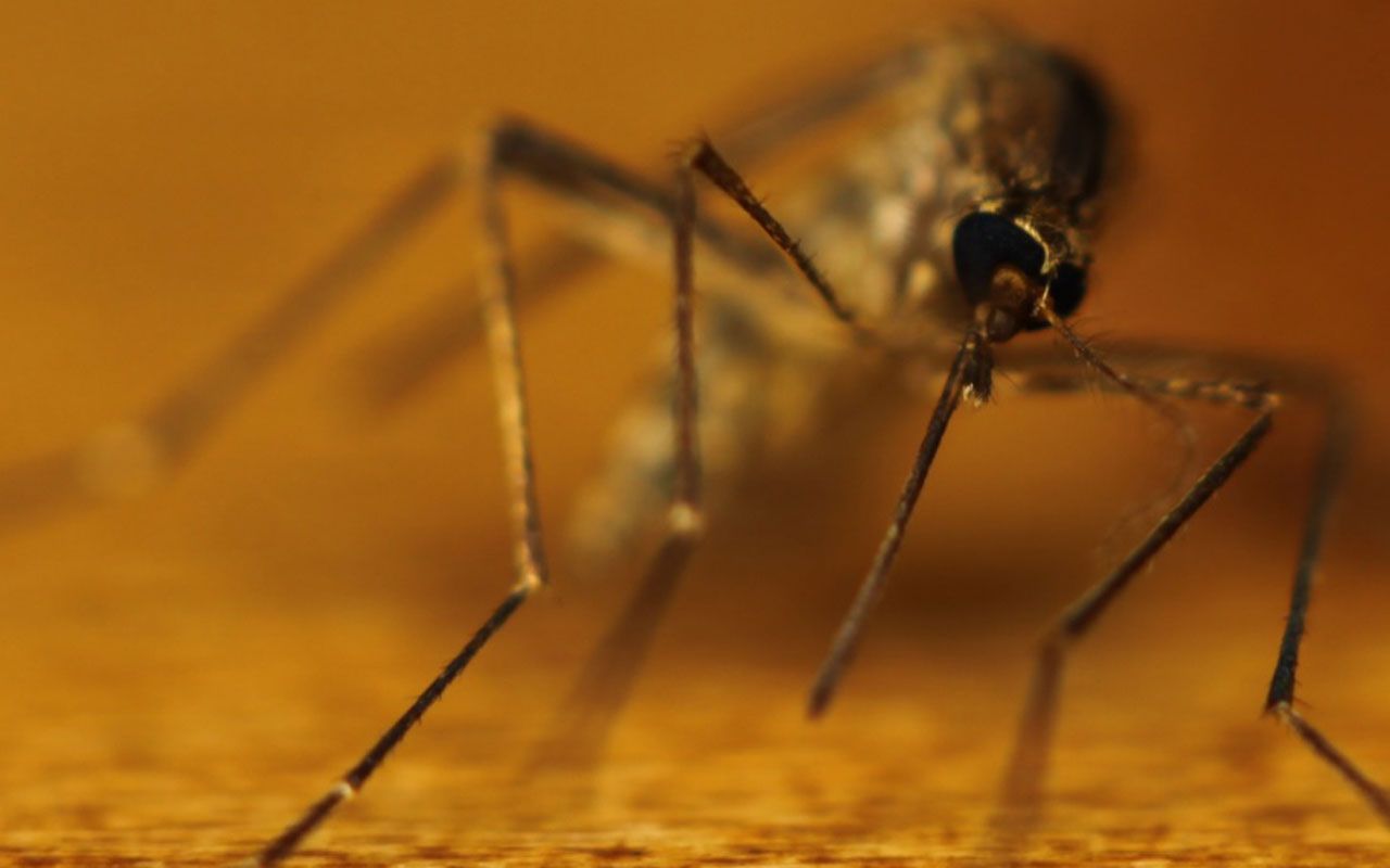 Sensacionāls notikums zooloģijā: apstiprināta pirmā vēsturē odiņu parādīšanās Islandē.