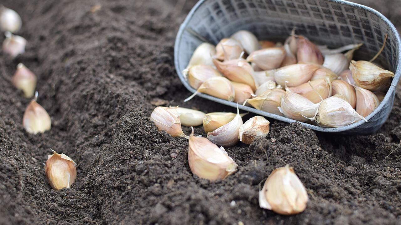 Laiks stādīt ķiplokus! Kā tos stādīt decembrī, lai pavasarī iegūtu ražu?