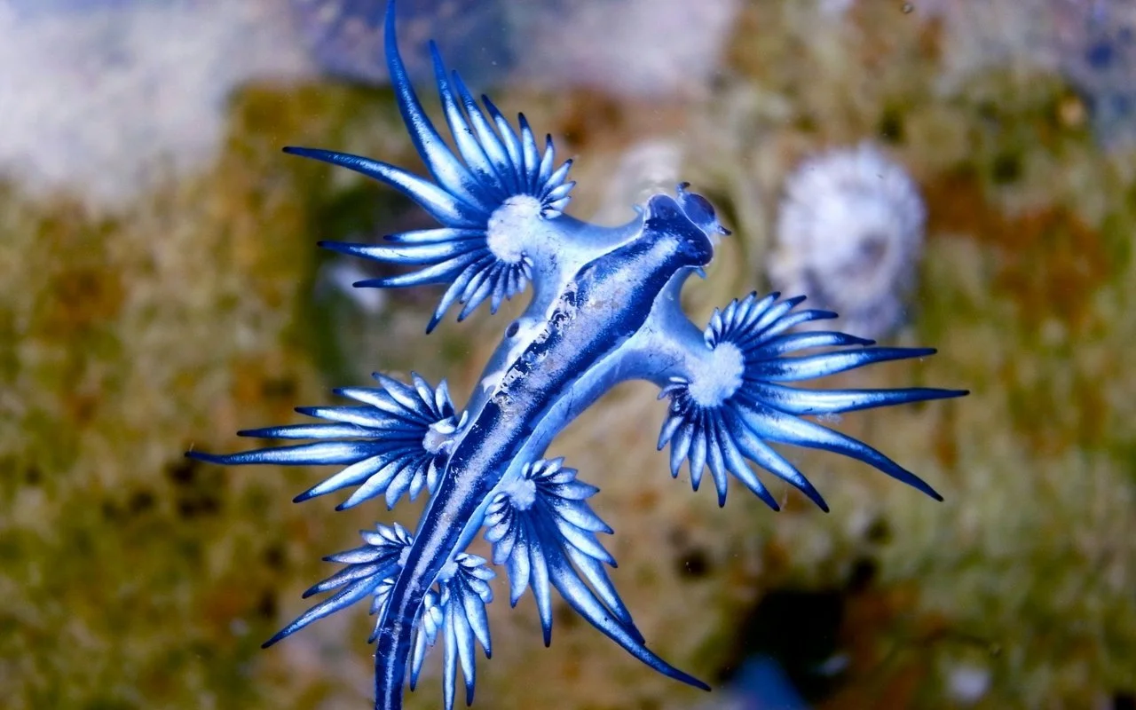 Gadsimta atklājums: Antarktīdā atklāti līdz šim neredzēti ūdens dzīvnieki