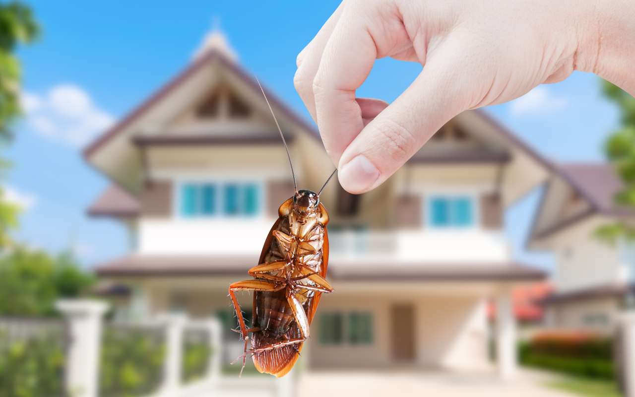 Atvadieties no prusakiem šovasar: trīs virtuves sastāvdaļas, lai cīnītos pret tiem