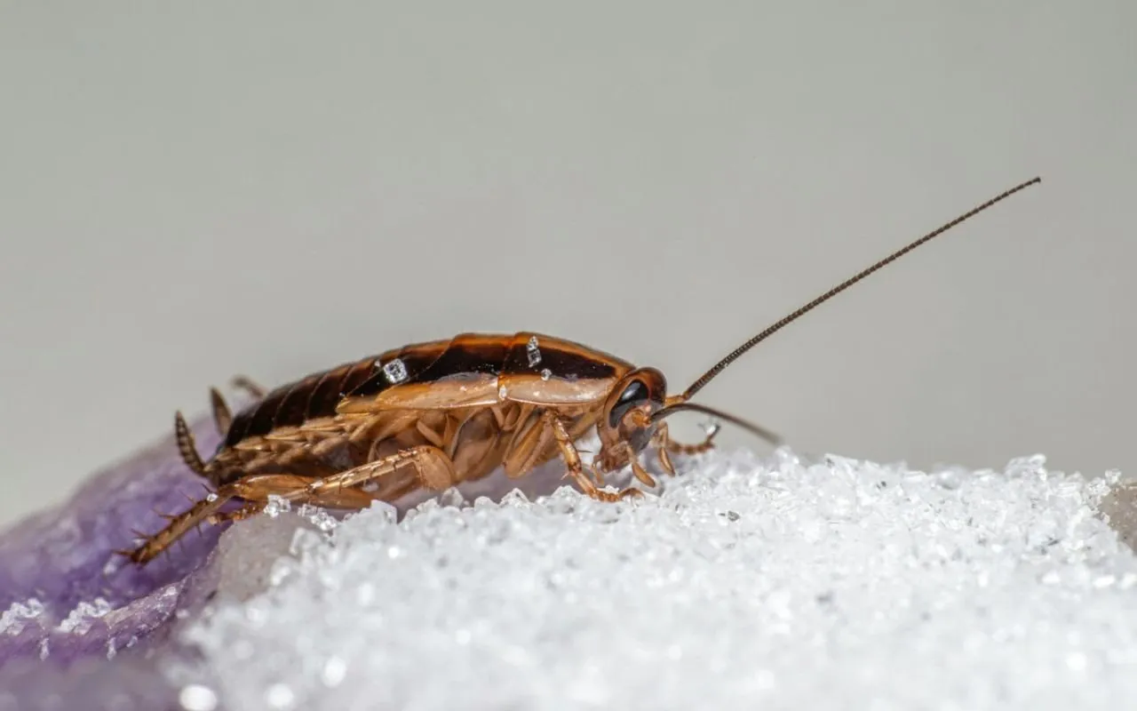 Atvadieties no prusakiem šovasar: trīs virtuves sastāvdaļas, lai cīnītos pret tiem
