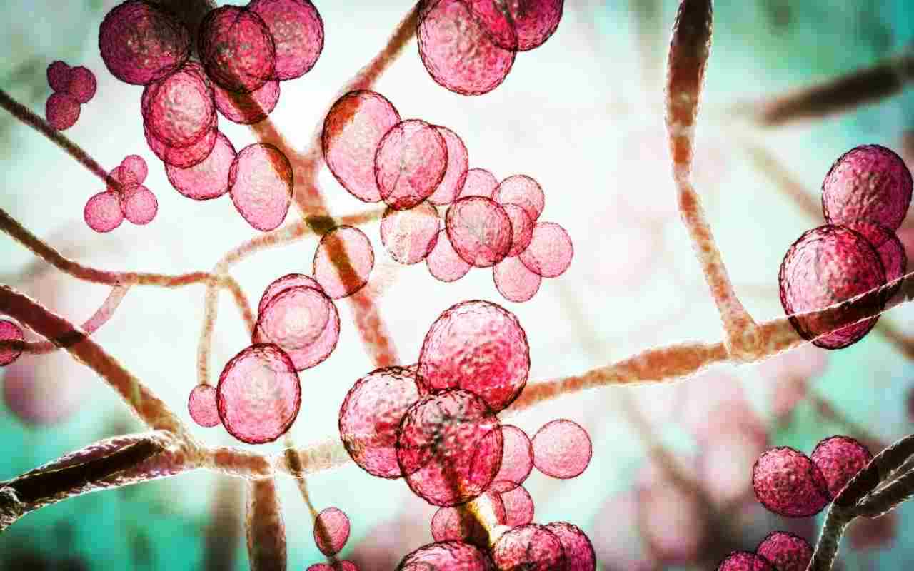 Nepārspējams atklājums: atklāta auga suga, kas ražo zeltu un ko var audzēt mājās.