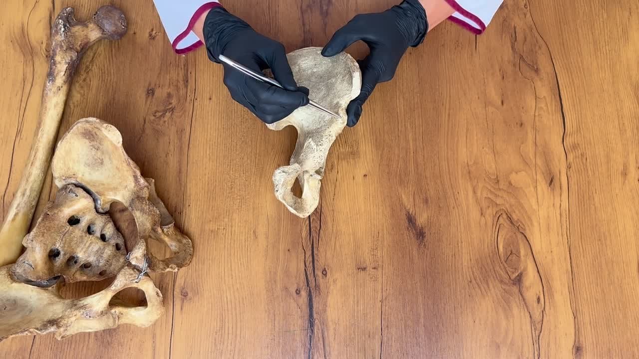 Spēcīgs suns, kas pirms 5000 gadiem apglabāts Zviedrijas ezerā kopā ar 25 centimetrus garu nazi, kas izgatavots no alņa vai brieža kaula.