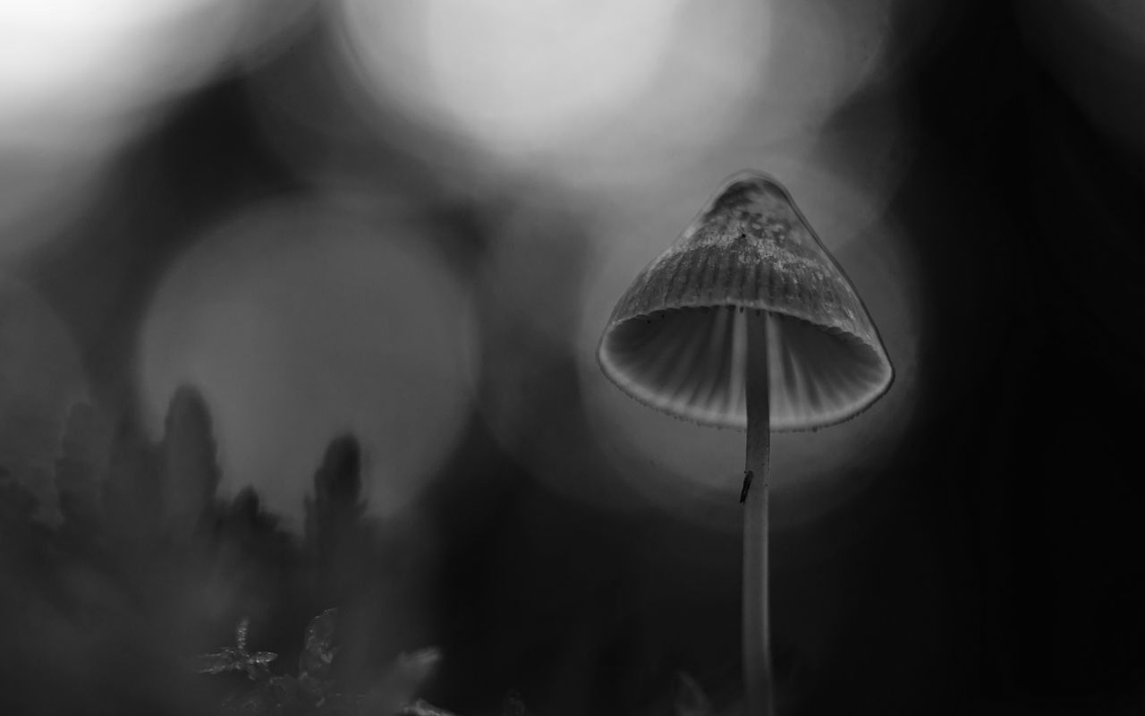 Černobiļas melnais sēne, kas izaicina bioloģijas likumus