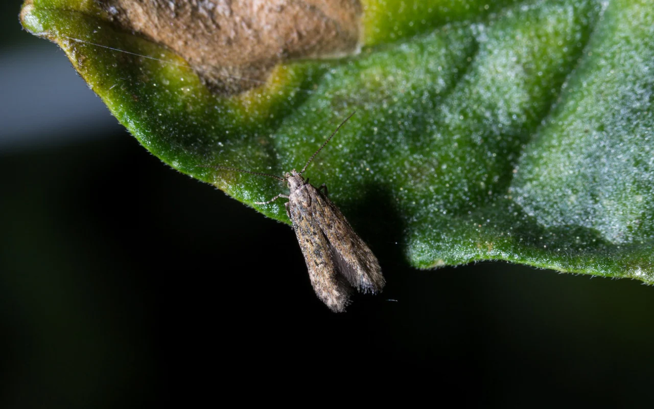 Apģērbu kopšana: aizmirstiet par naftalīna lodītēm — izmantojiet šīs divas dabiskās zāles, kas atbaida molus.