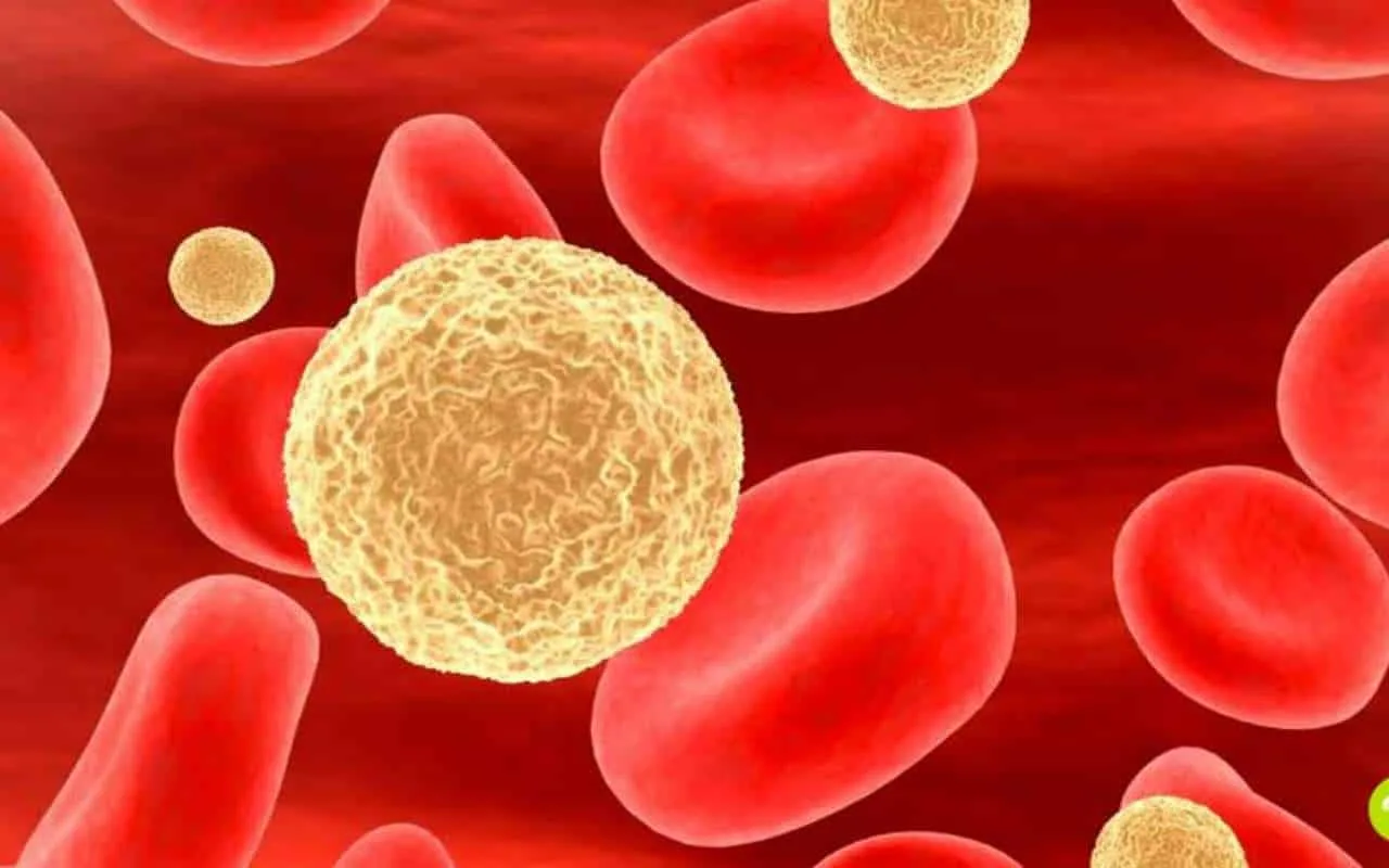 Holesterīns: rutīna, kas to “paaugstina” — kas jāizvairās