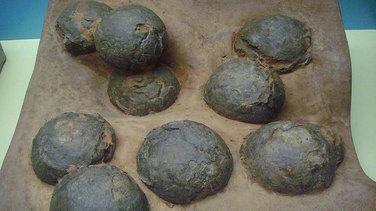 Arheologi nevar noticēt: Spānijā atrastas 72 miljonus gadu vecas dinozauru olas.