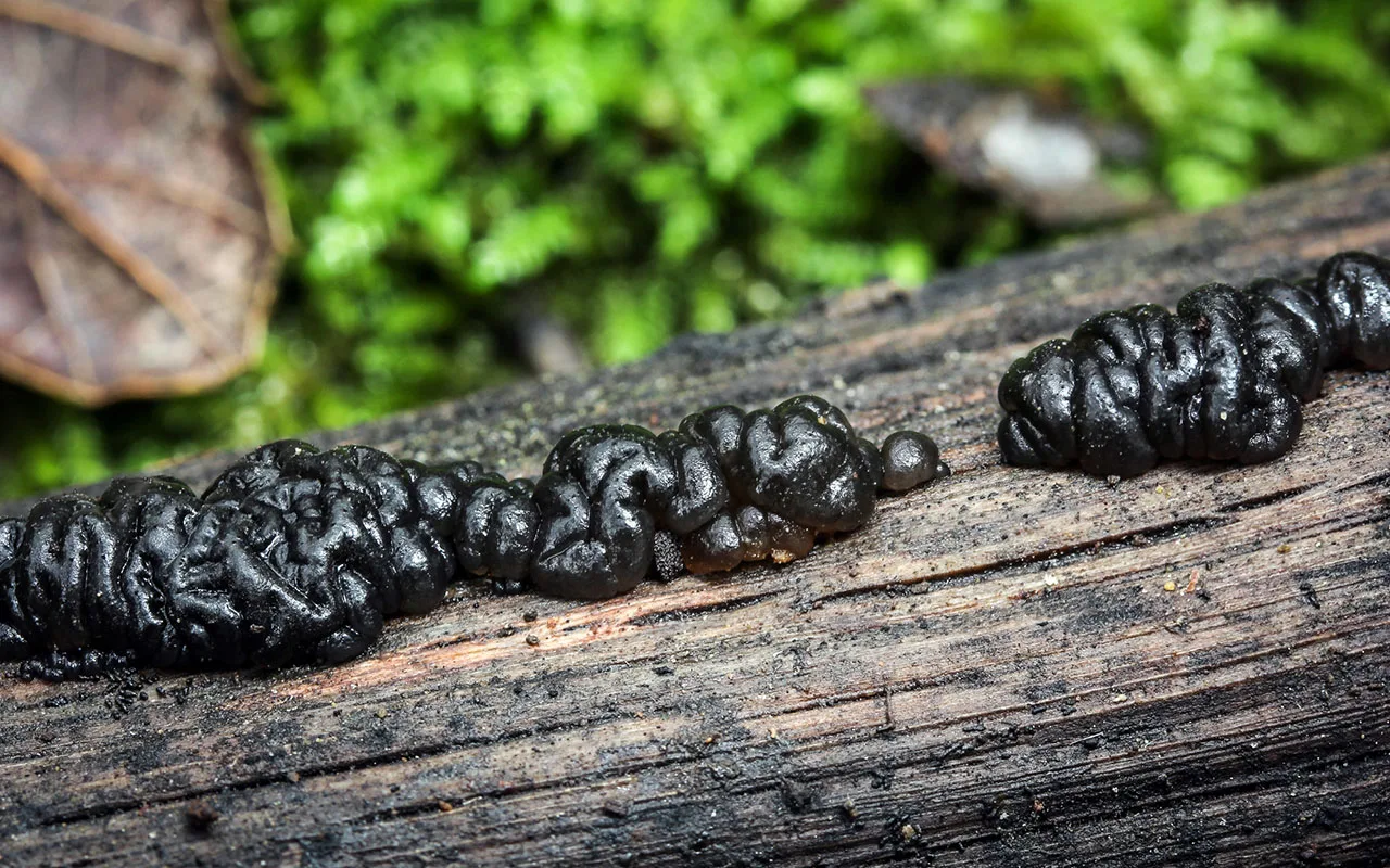 Latvijā atklāta dzīvība, kas mutējusi, lai izdzīvotu radiācijas ietekmē