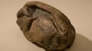 Arheologi nevar noticēt: Spānijā atrastas 72 miljonus gadu vecas dinozauru olas.