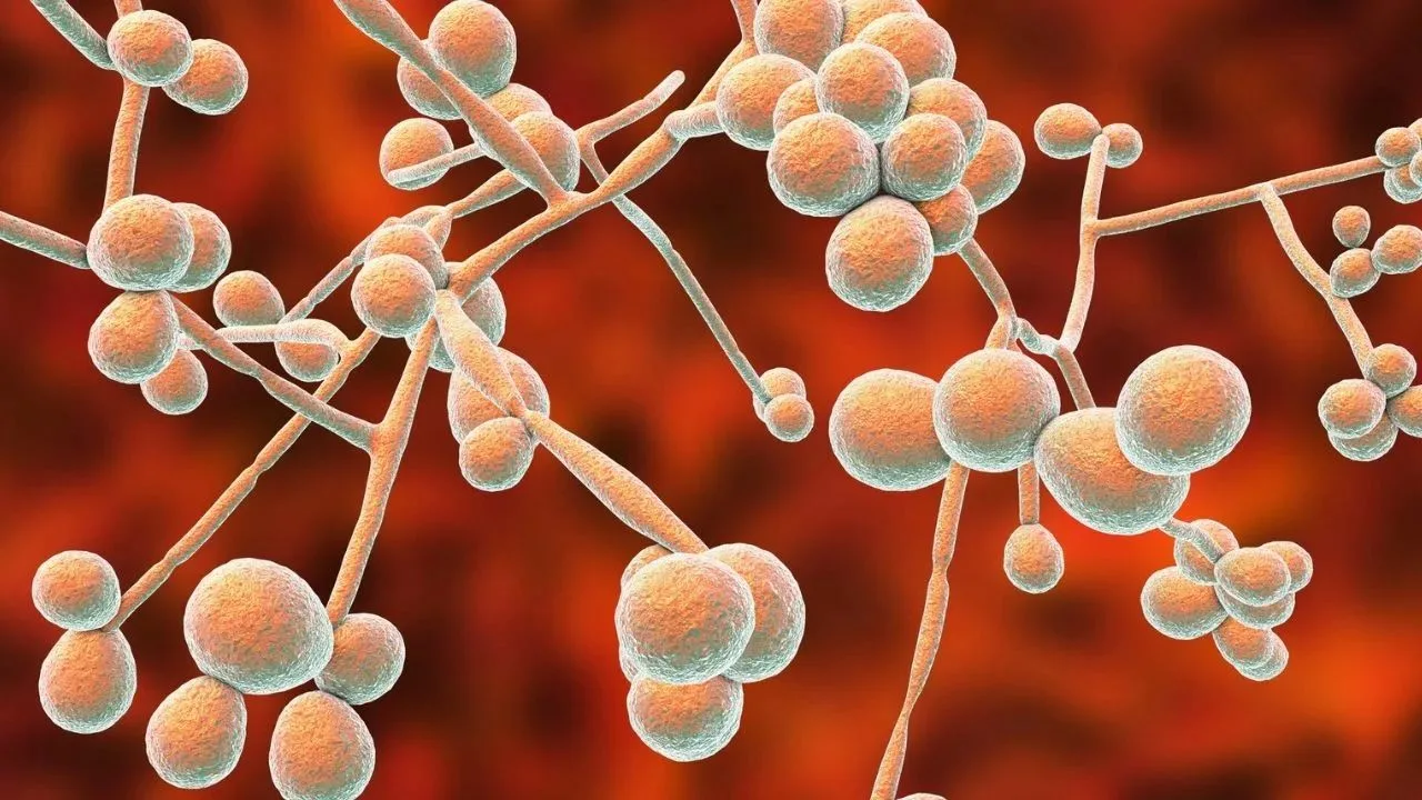 Zinātnieki ir atraduši iespējamo veidu, kā cīnīties ar sēnīti, kas skar pacientus slimnīcās.