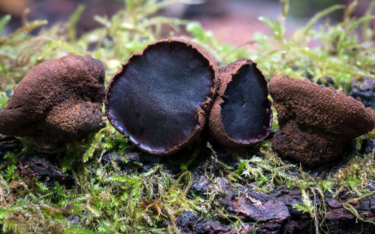 Latvijā atklāta dzīvība, kas mutējusi, lai izdzīvotu radiācijas ietekmē