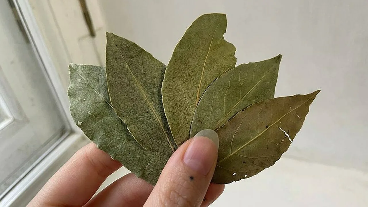 Lauru lapu un pārtikas sodas sajaukums: kāpēc tas ir noderīgi un kāpēc tas ir ieteicams.